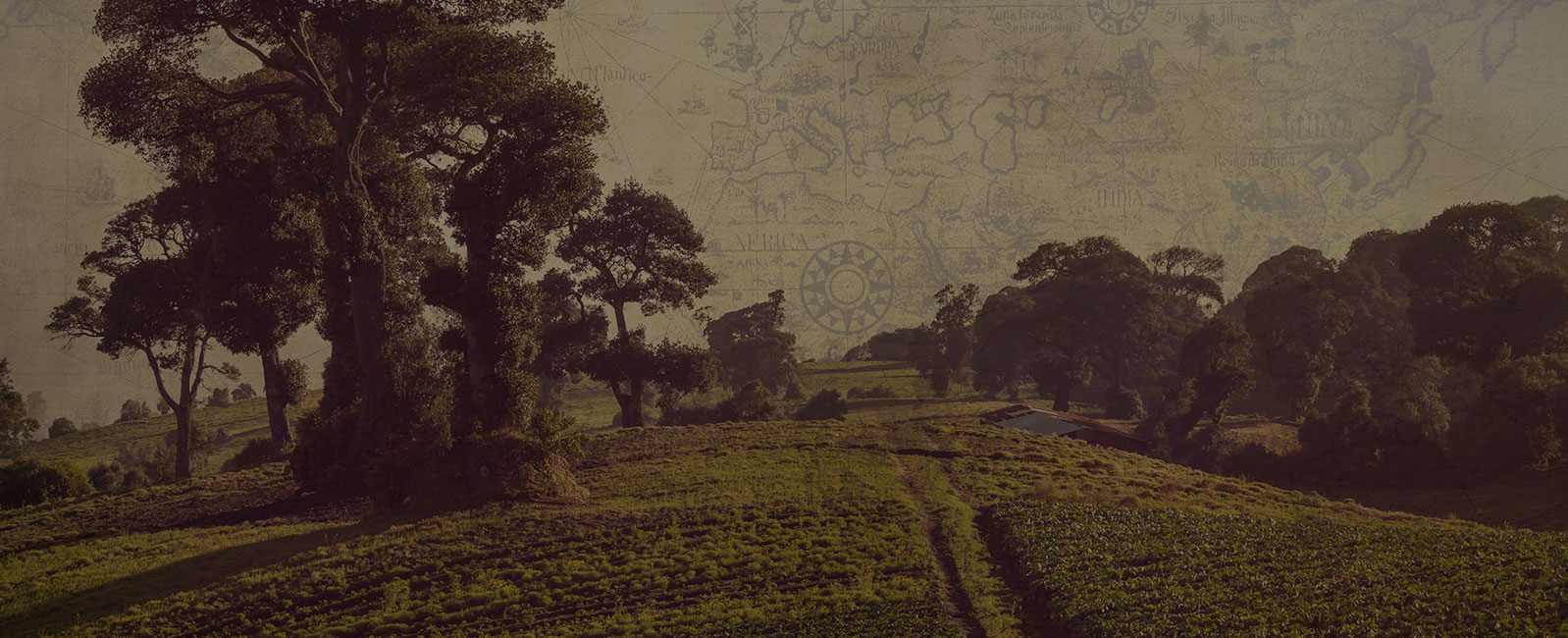 Coffee From Central America